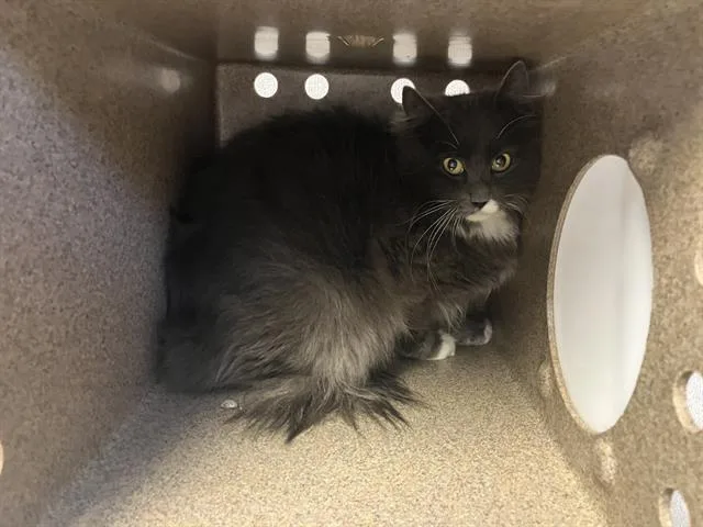 A young medium-sized female Domestic Long Hair cat named Mia for adoption in Kent, WA