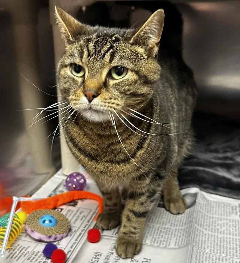 An adult large-sized female Tabby (Brown / Chocolate) Domestic Short Hair cat named Lilly for adoption in North Myrtle Beach, SC