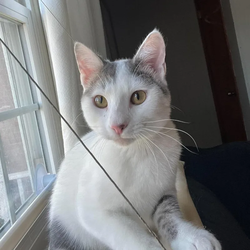 A young small-sized male White American Shorthair cat named Lini ARC for adoption in Akron, NY
