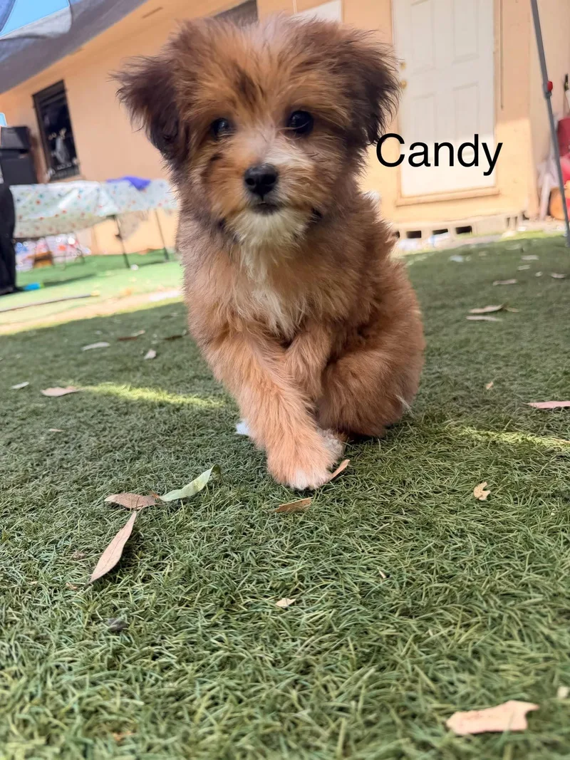 Candy thumbnail 5