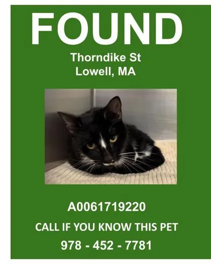 An adult small-sized female Domestic Short Hair cat named Emerald for adoption in Lowell, MA