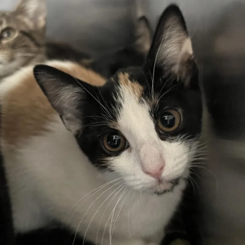 A baby small-sized female Calico Domestic Short Hair cat named Amy for adoption in Matteson, IL