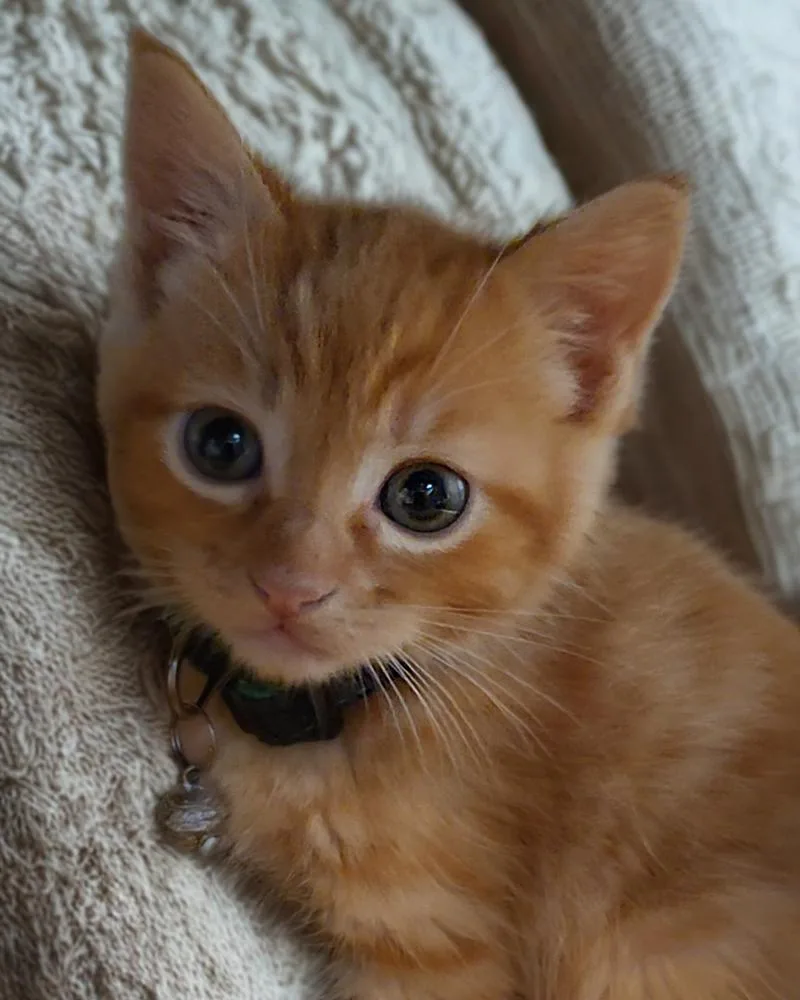A baby small-sized male Tabby (Orange / Red) Domestic Long Hair cat named Ollie for adoption in Pacifica, CA