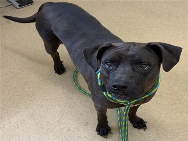An adult large-sized female Labrador Retriever dog named Raven for adoption in Derwood, MD