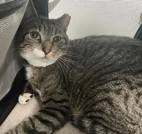 An adult medium-sized male Domestic Short Hair cat named Journey for adoption in Ridgewood, NY