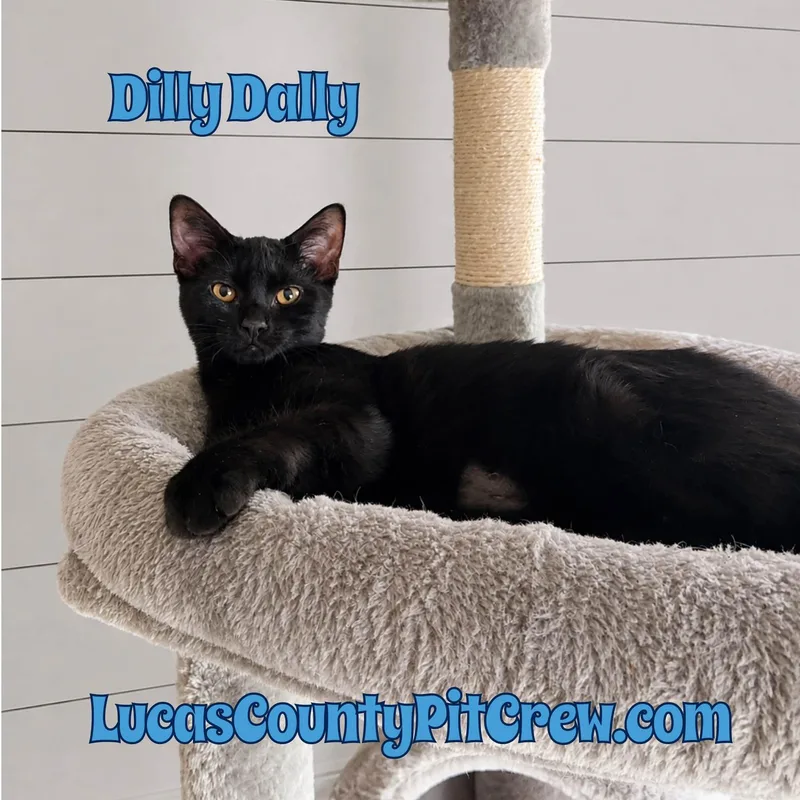 A baby medium-sized male Black Domestic Short Hair cat named Dilly Dally for adoption in Toledo, OH