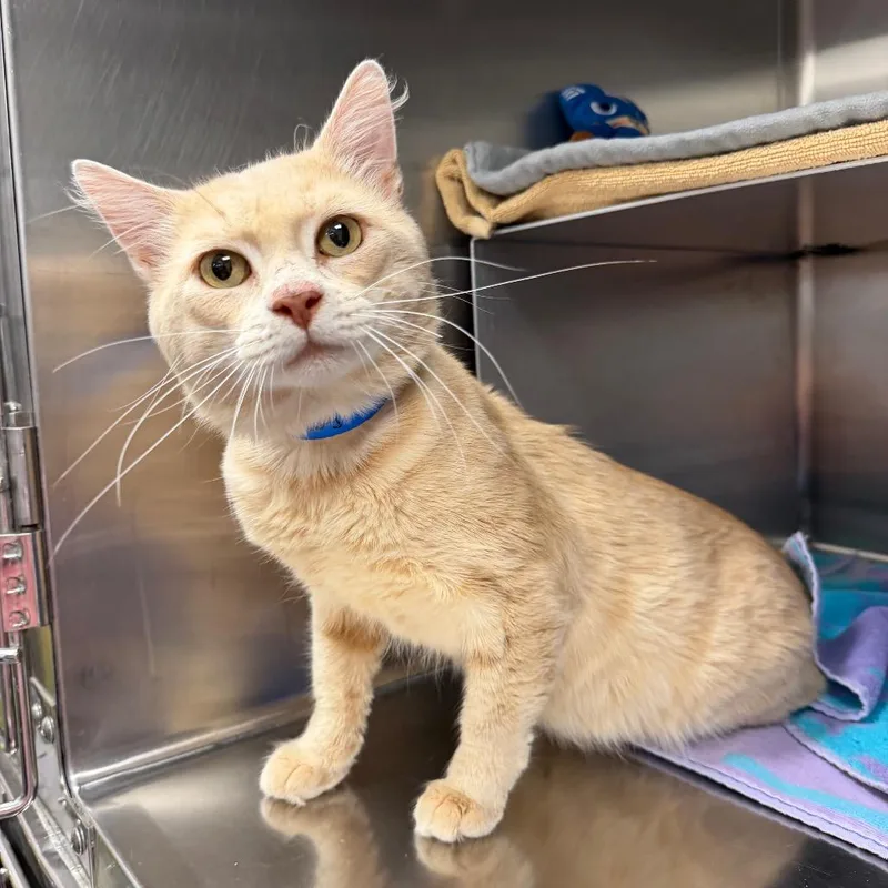 Garfield