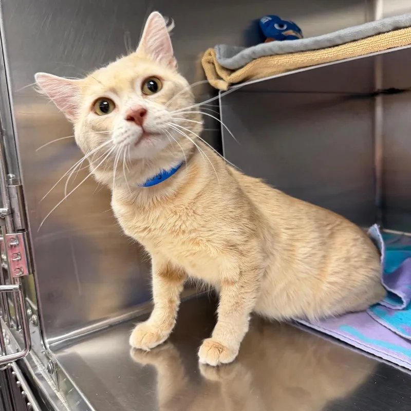 Garfield thumbnail 2