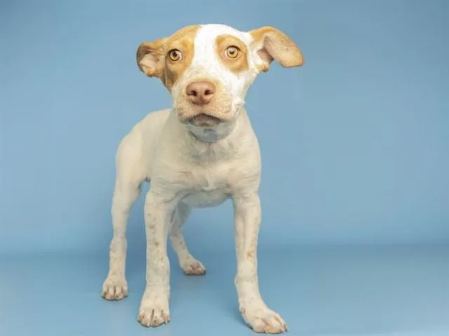 A baby small-sized male Australian Cattle Dog / Blue Heeler dog named Lyra for adoption in Phoenix, AZ