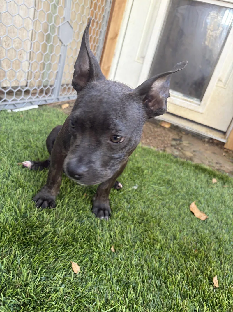 A baby medium-sized female American Staffordshire Terrier dog named Sanderson Sisters  Sarah for adoption in San Diego, CA
