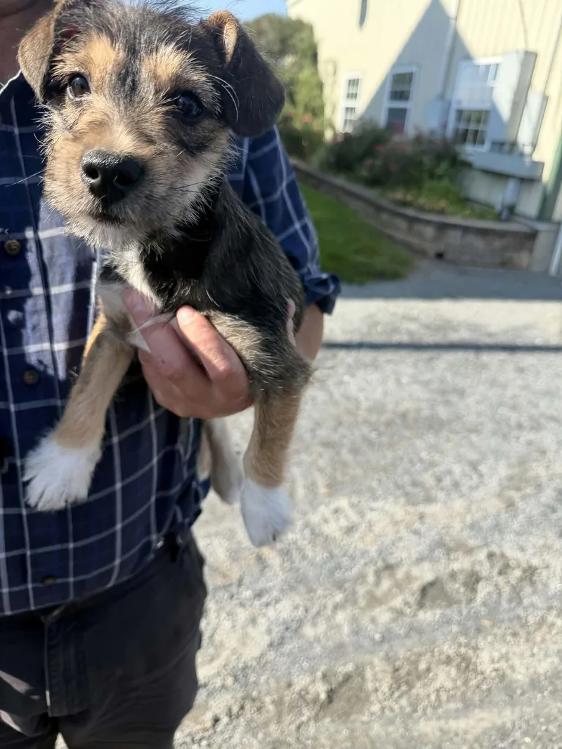 A baby small-sized female Boston Terrier dog named Tootsie for adoption in Havertown, PA