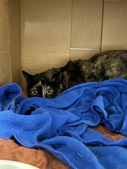 An adult small-sized female Domestic Short Hair cat named Prue for adoption in Largo, FL