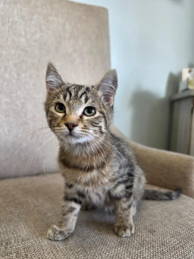 A baby small-sized male Gray & White Domestic Short Hair cat named Endorphins for adoption in Plymouth, MN