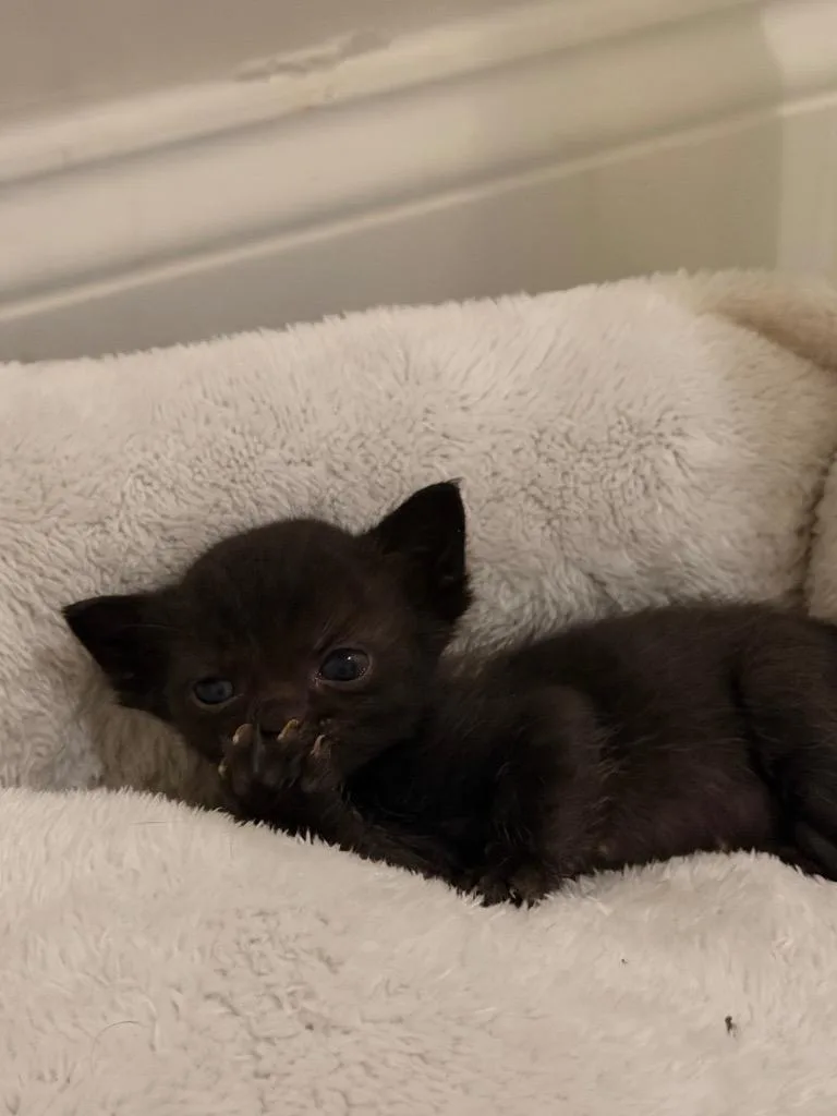 A baby small-sized male Domestic Short Hair cat named Eclair for adoption in Newnan, GA