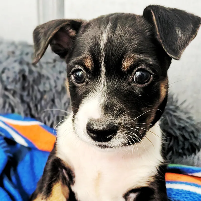 A baby small-sized male Jack Russell Terrier dog named Jordan for adoption in Eustis, FL