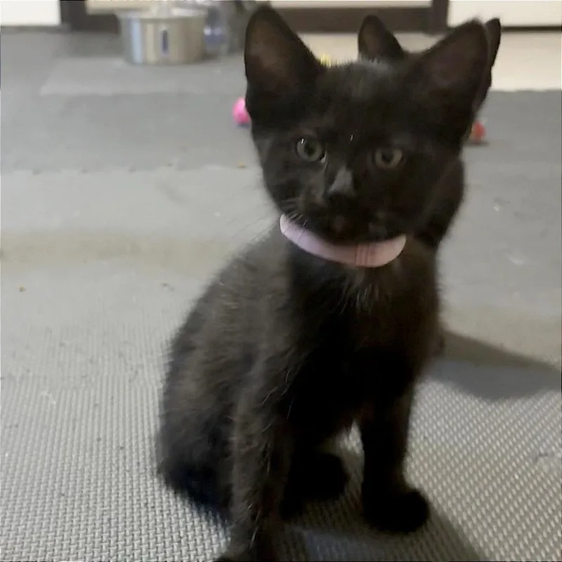 A baby small-sized female Black Domestic Short Hair cat named Ella for adoption in Wichita, KS