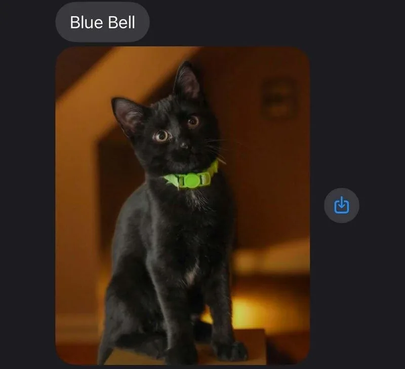 Bluebell