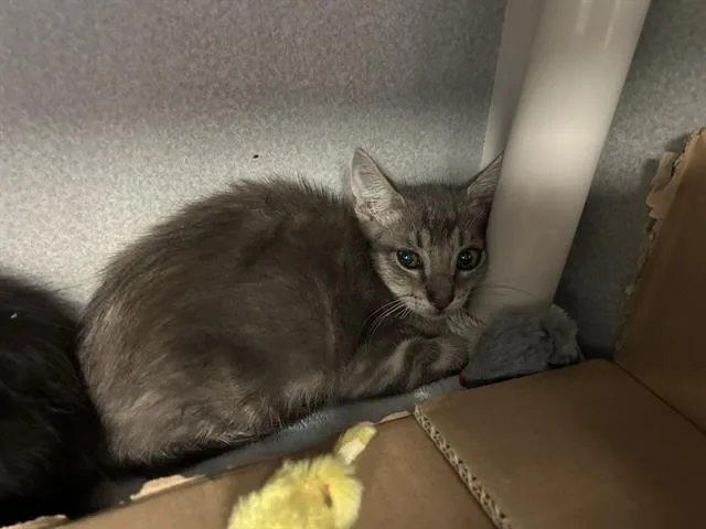 A baby medium-sized female Domestic Short Hair cat named Aurora for adoption in Dallas, TX