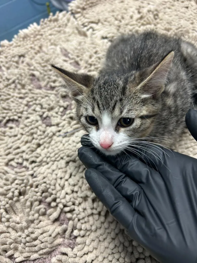 A baby small-sized male Domestic Short Hair cat named Mr. Big for adoption in Detroit, MI