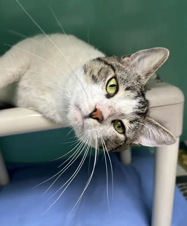 An adult small-sized male Domestic Short Hair cat named Zacharias for adoption in Novato, CA