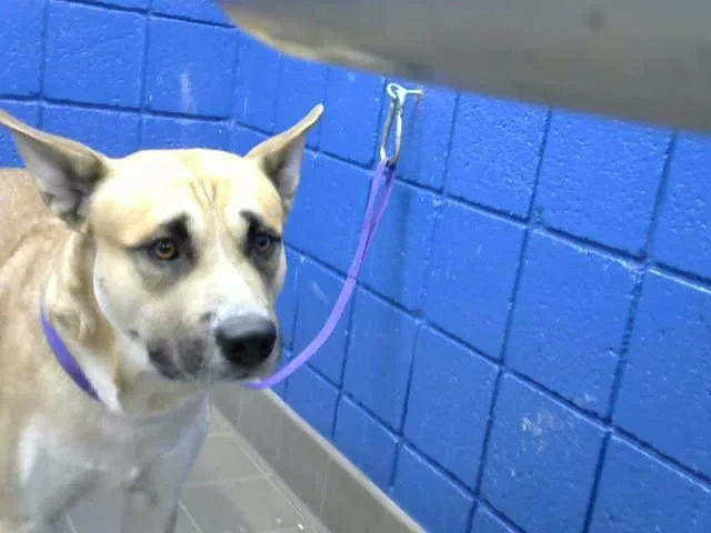 A young medium-sized male German Shepherd Dog dog named Dakota for adoption in Albuquerque, NM