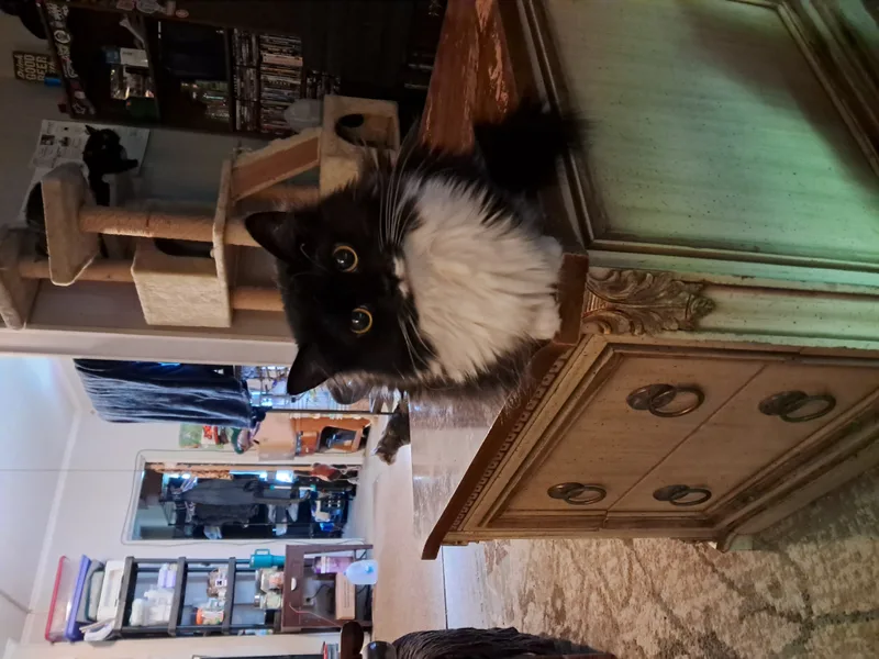 An adult small-sized female Black & White / Tuxedo Domestic Long Hair cat named June Bug for adoption in Nanticoke, PA