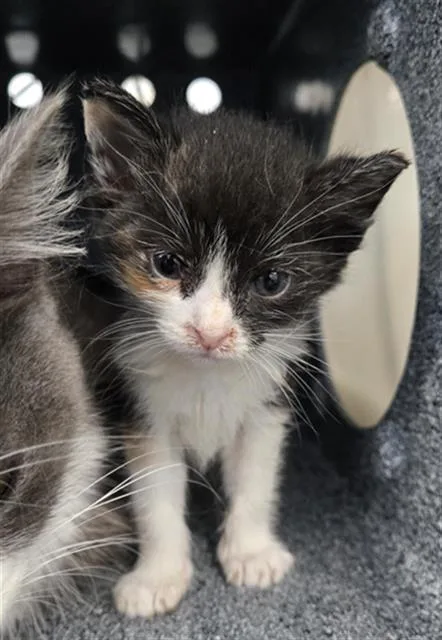 A baby medium-sized female Domestic Medium Hair cat named Opal for adoption in Dallas, TX