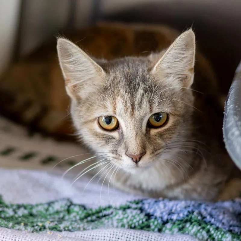 A young medium-sized female Torbie Domestic Short Hair cat named Elena for adoption in Newark, DE
