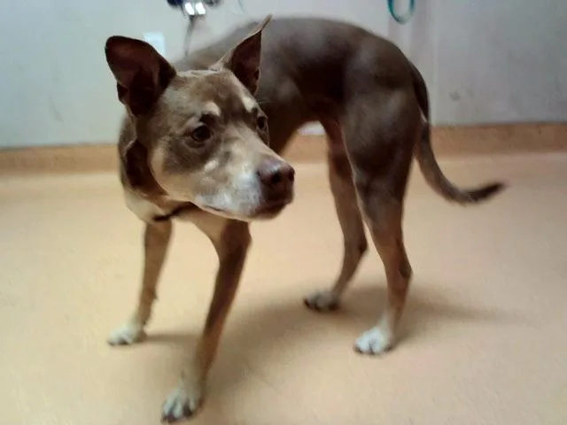 An adult medium-sized female Terrier dog named Brandy for adoption in Martinez, CA