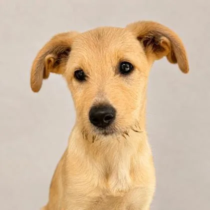 A baby small-sized female Irish Terrier dog named Dandelion for adoption in Cumberland, MD