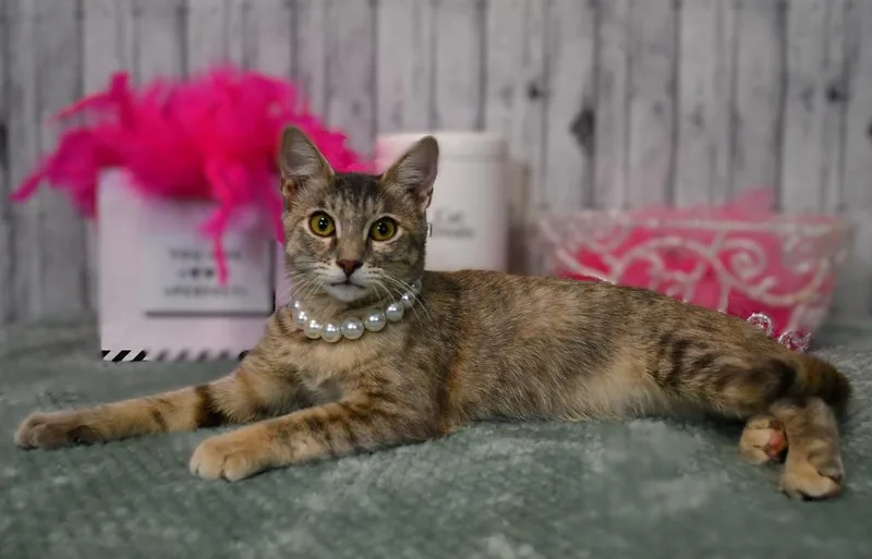 A baby medium-sized female Domestic Short Hair cat named Josey for adoption in Roanoke, TX