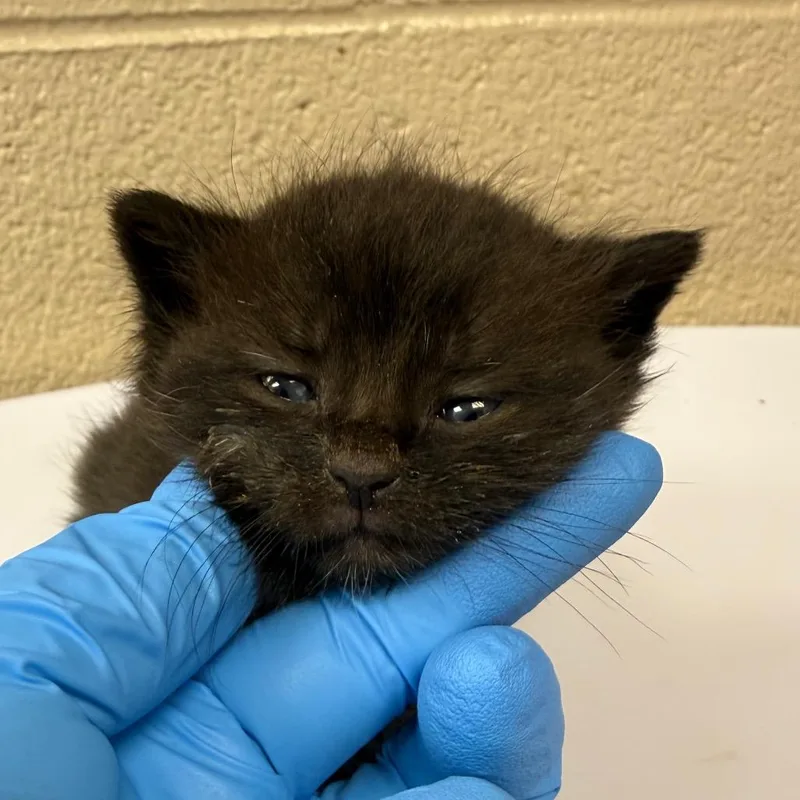 A baby small-sized female Black Domestic Short Hair cat named Baja Blast for adoption in Troy, VA