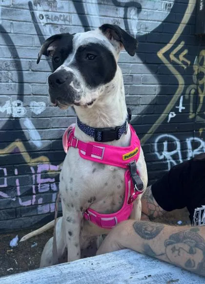 An adult medium-sized female Pit Bull Terrier dog named Lana for adoption in Atlanta, GA