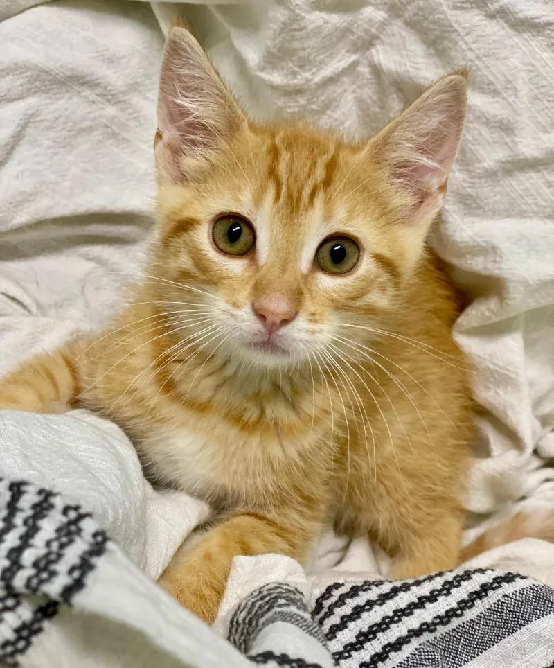 A baby large-sized male Domestic Short Hair cat named Sunshine for adoption in Decorah, IA