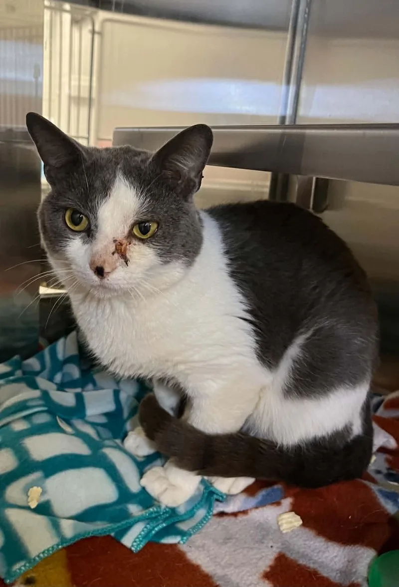 An adult medium-sized male Domestic Short Hair cat named Funyun's for adoption in Moundsville, WV