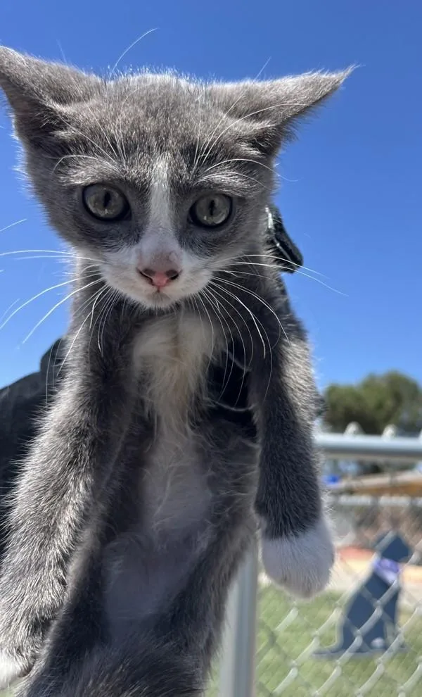 A baby small-sized male Domestic Short Hair cat named Tommy for adoption in Victorville, CA