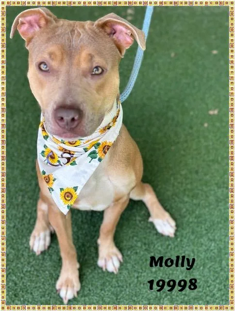 Molly