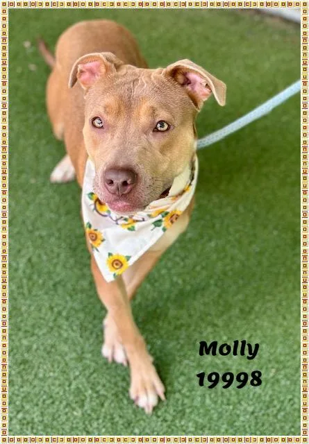 Molly thumbnail 2