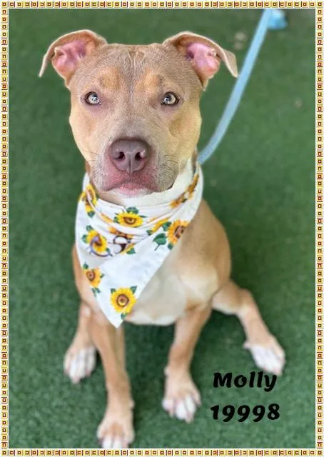 Molly thumbnail 4