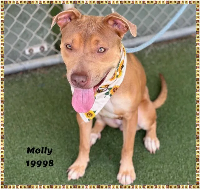 Molly thumbnail 5