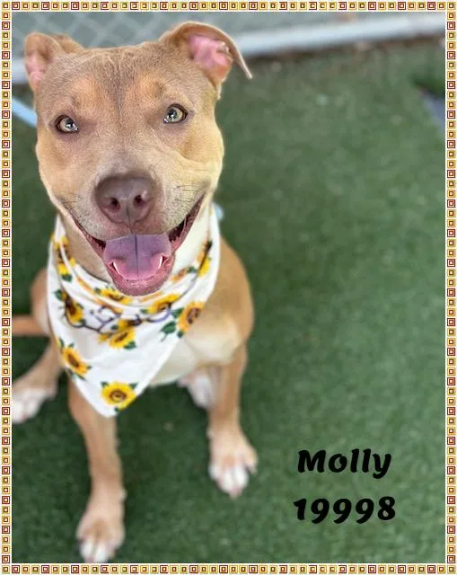 Molly thumbnail 6