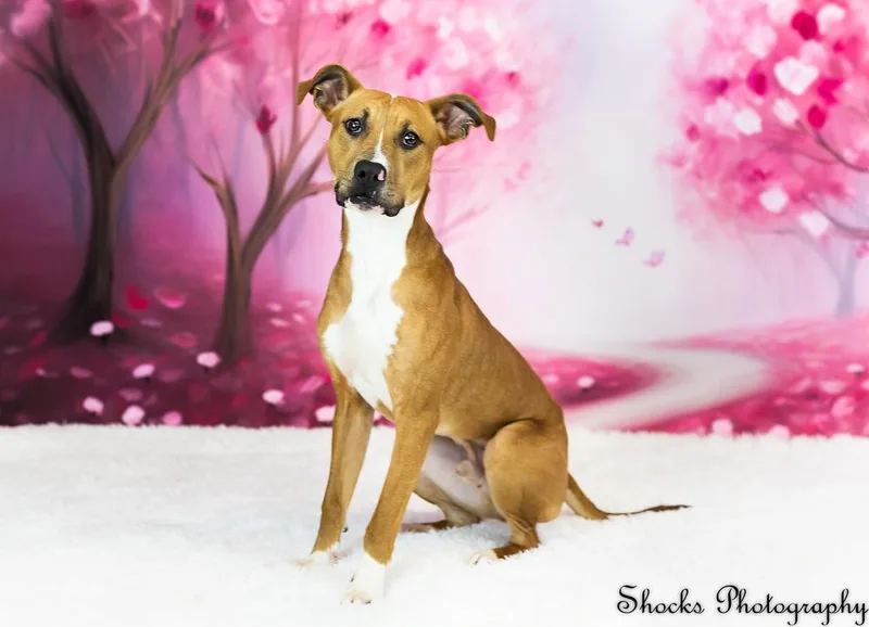 A young large-sized male White / Cream Mixed Breed dog named Kansas for adoption in Lansing, MI