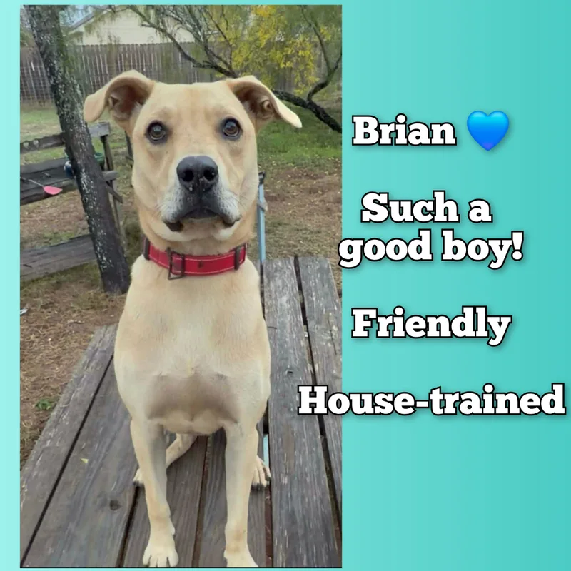 A young large-sized male Apricot / Beige Labrador Retriever dog named Brian for adoption in San Antonio, TX