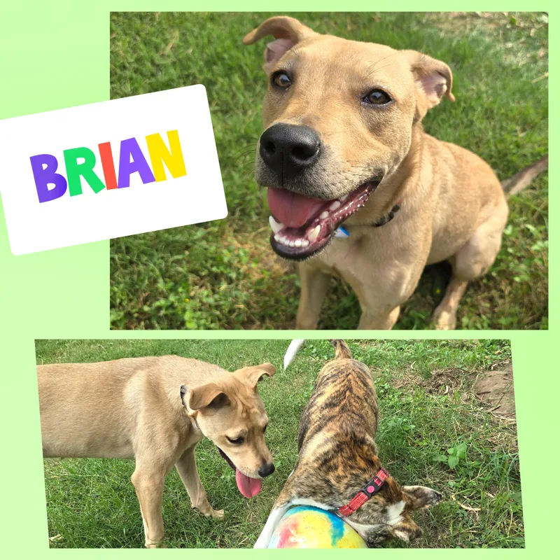 Brian thumbnail 3