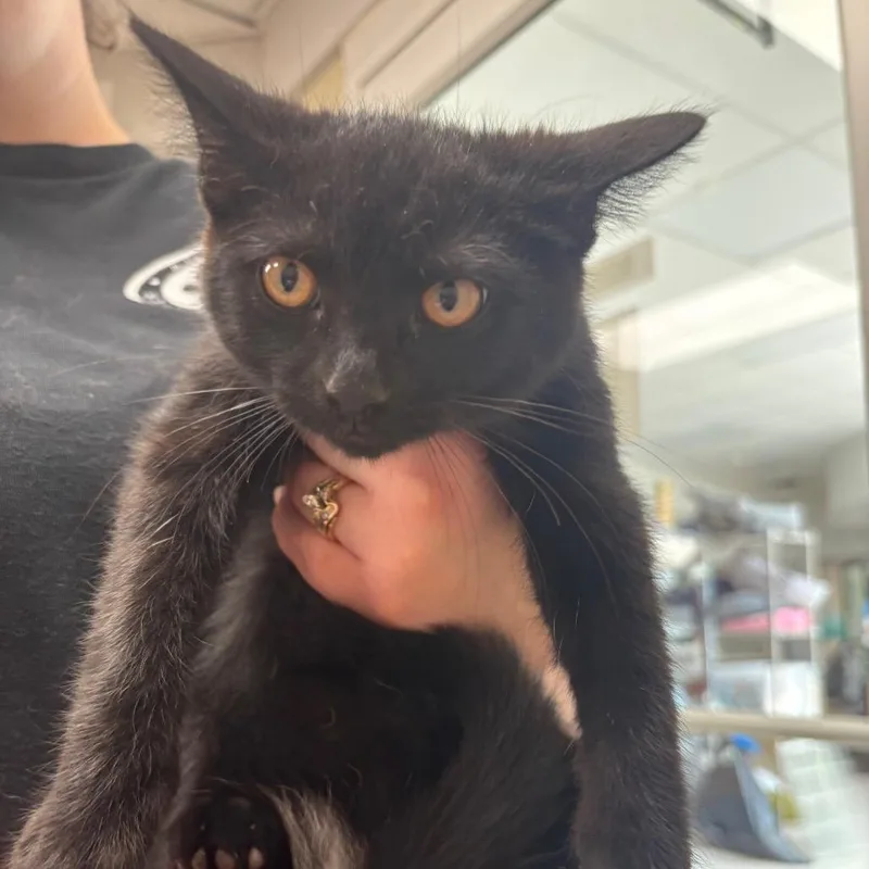 A baby small-sized male Black Domestic Short Hair cat named Miles for adoption in Evansville, IN