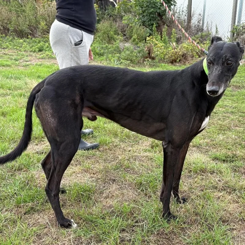 An adult large-sized male Greyhound dog named Punk Rock Perkele for adoption in North Port, FL