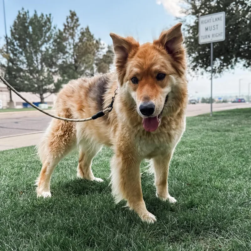 A senior large-sized female Husky dog named Ashley for adoption in Parker, CO