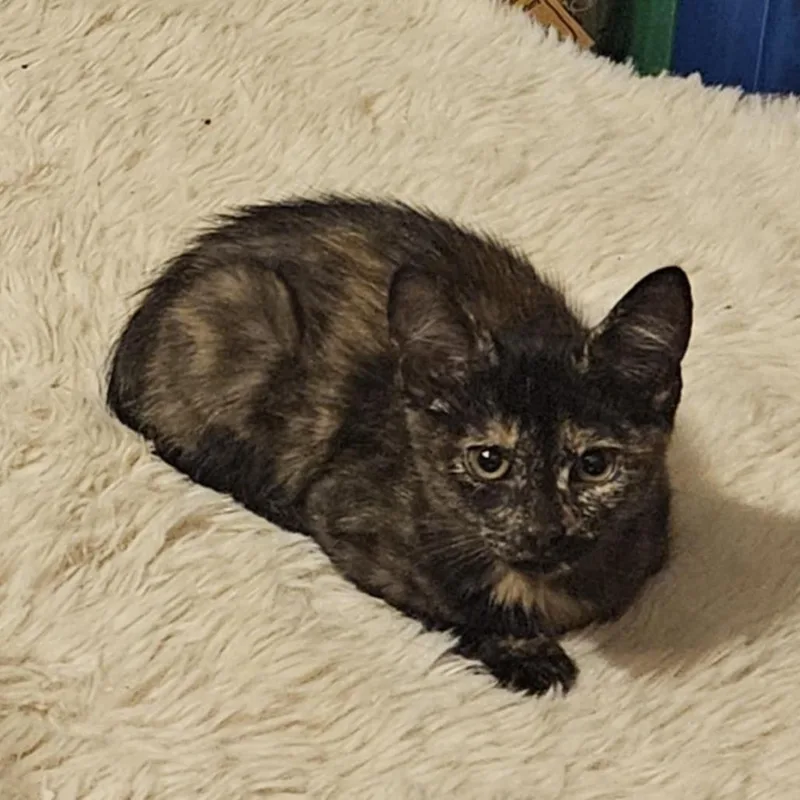 A young small-sized female Black Domestic Short Hair cat named Prada for adoption in callao, VA