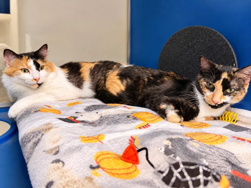 A young small-sized female Calico Domestic Medium Hair cat named Cookie and Sprinkles for adoption in Cherryfield, ME