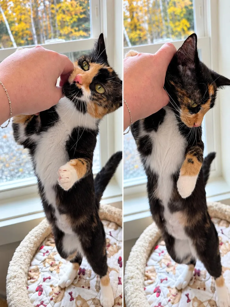 Cookie and Sprinkles thumbnail 3